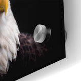 Elegant Birds of Prey Wall Art – Majestic Bald Eagle Portrait Print