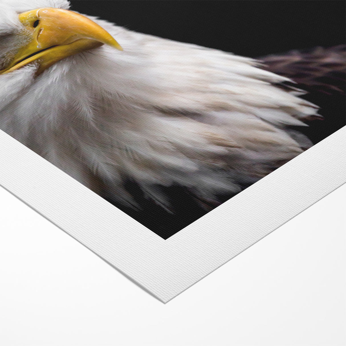 Elegant Birds of Prey Wall Art – Majestic Bald Eagle Portrait Print
