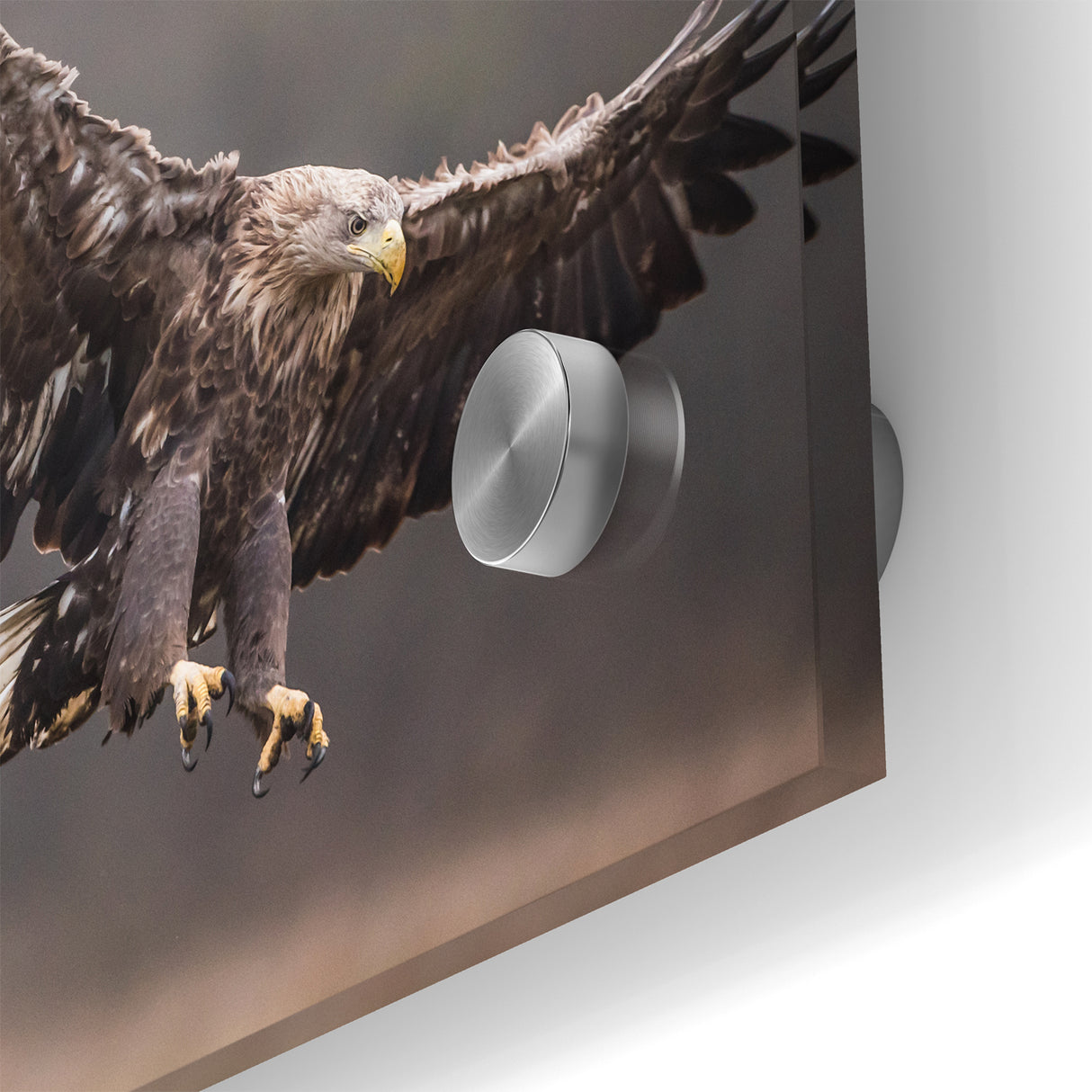 Powerful Birds of Prey Wall Art – Eagle in Flight Wildlife Canvas Print