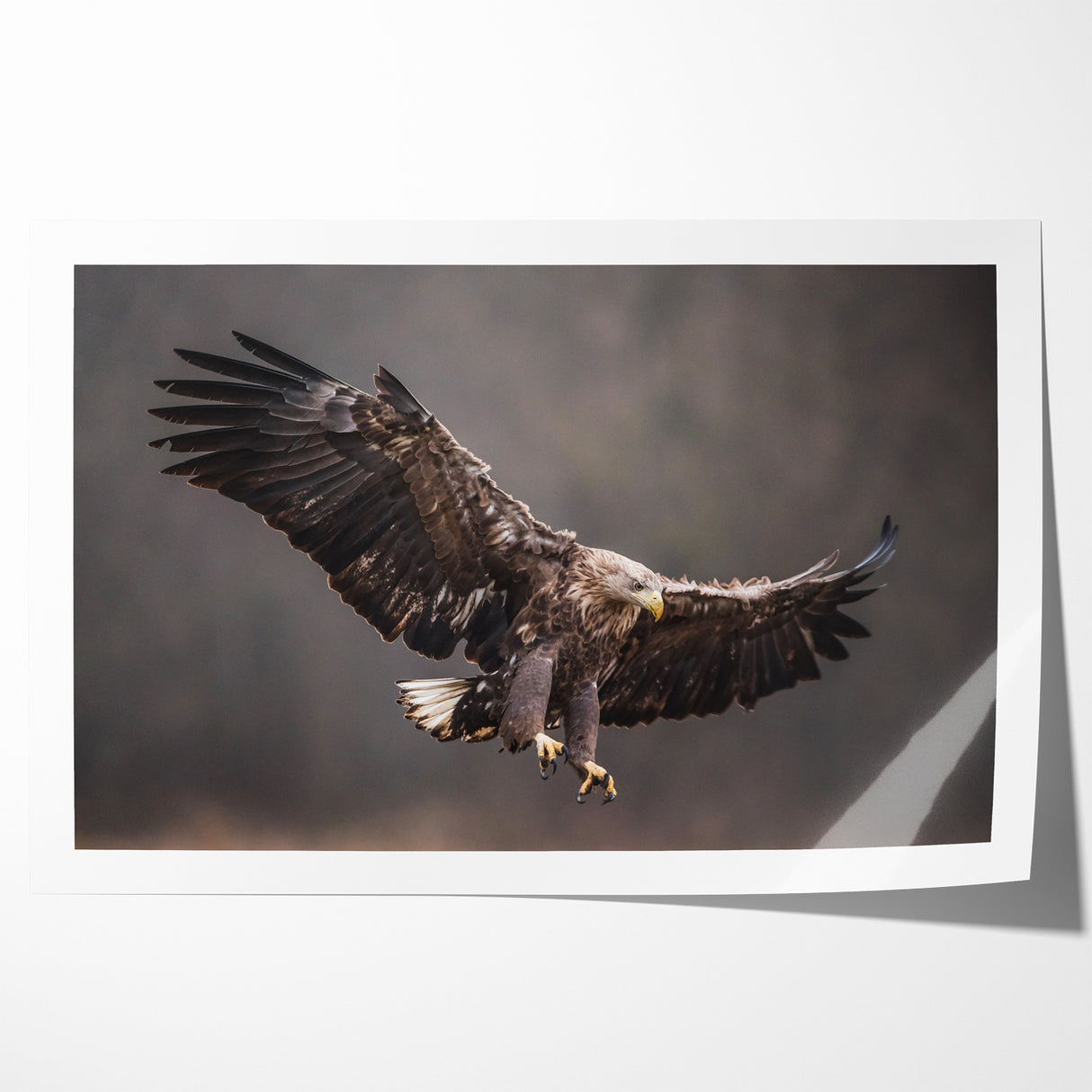 Powerful Birds of Prey Wall Art – Eagle in Flight Wildlife Canvas Print