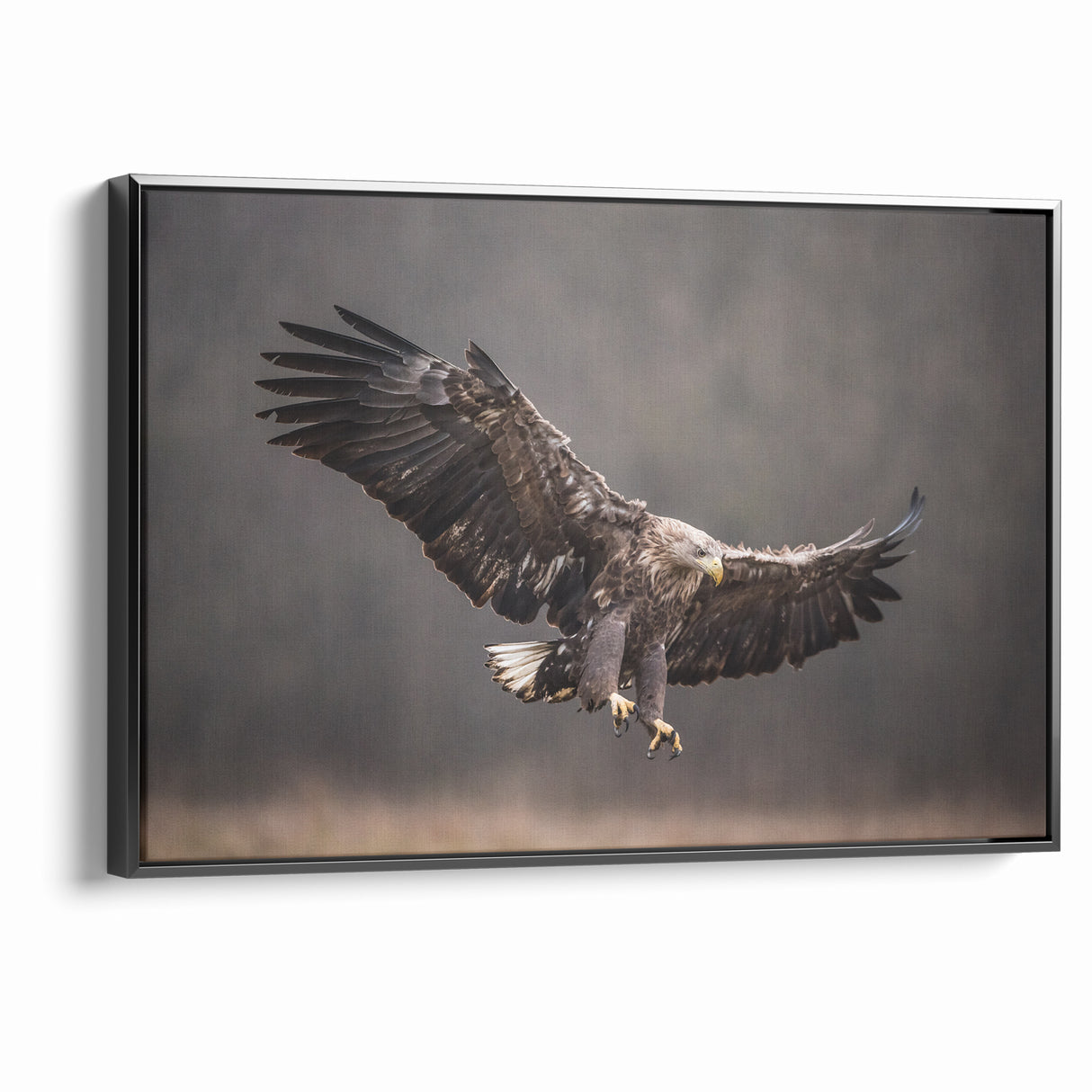 Powerful Birds of Prey Wall Art – Eagle in Flight Wildlife Canvas Print