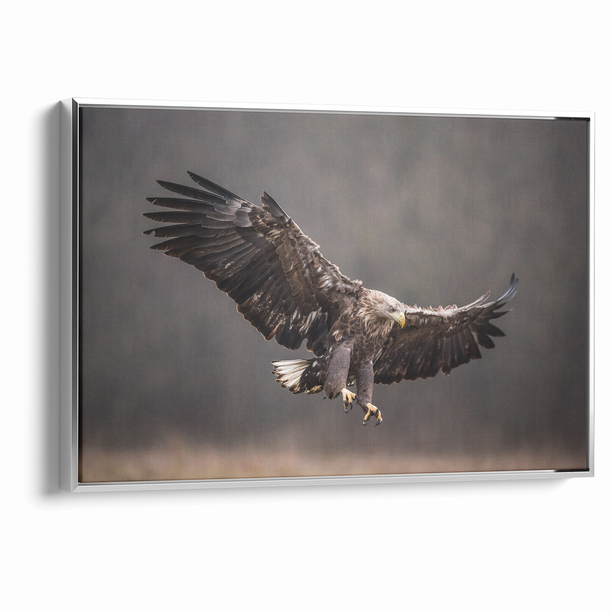 Powerful Birds of Prey Wall Art – Eagle in Flight Wildlife Canvas Print