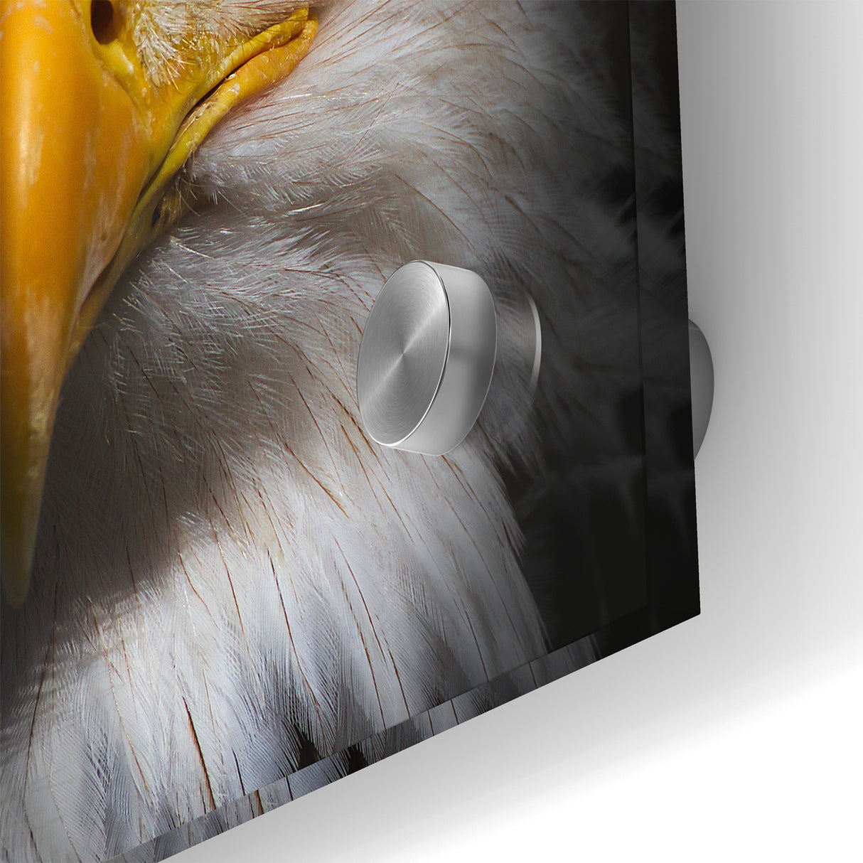 Intense Birds of Prey Wall Art – Bald Eagle Close-Up Portrait Print