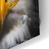 Intense Birds of Prey Wall Art – Bald Eagle Close-Up Portrait Print
