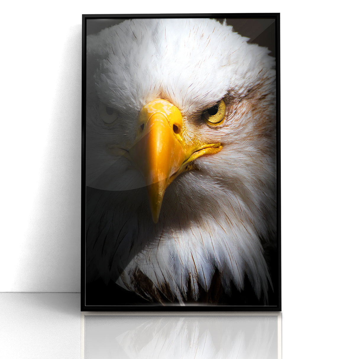 Intense Birds of Prey Wall Art – Bald Eagle Close-Up Portrait Print