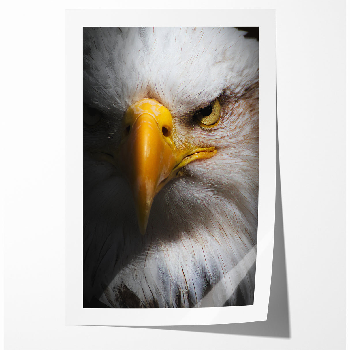 Intense Birds of Prey Wall Art – Bald Eagle Close-Up Portrait Print