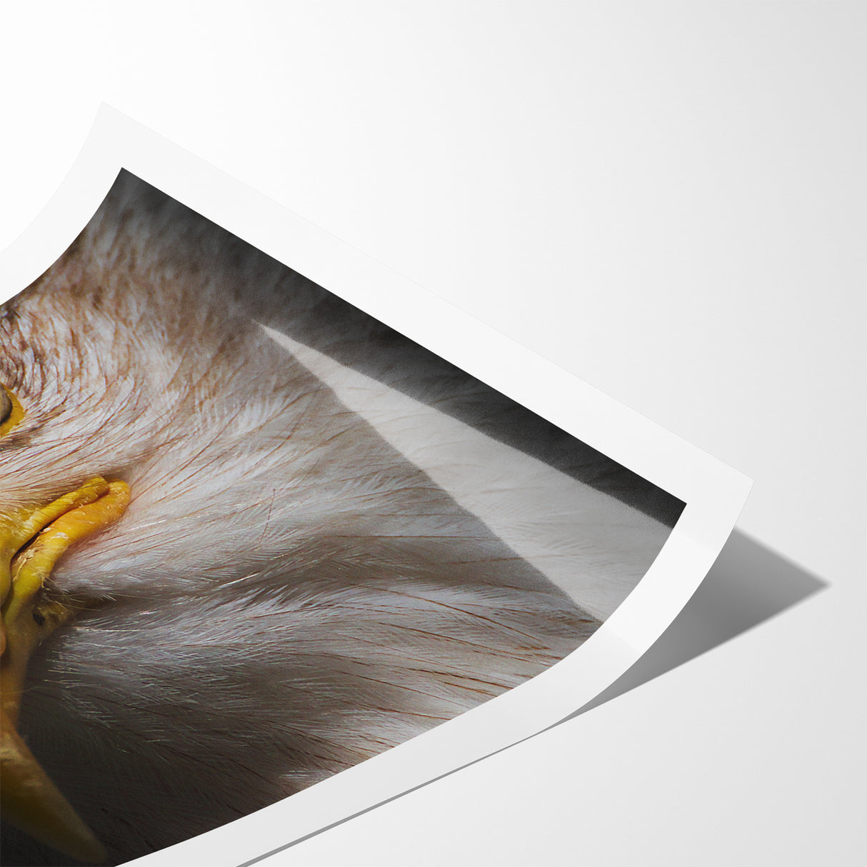Intense Birds of Prey Wall Art – Bald Eagle Close-Up Portrait Print