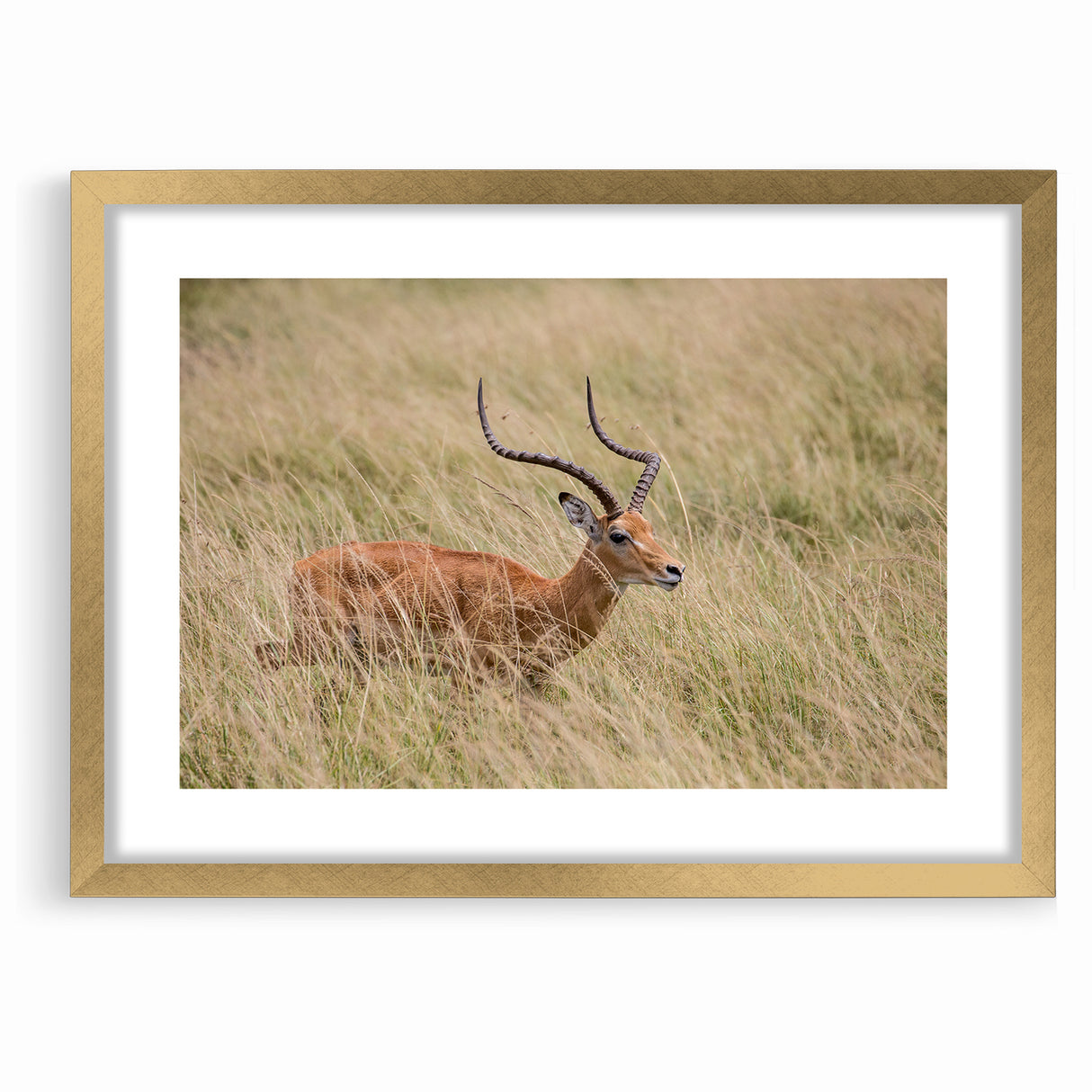 Serene Antelope in Tall Grass - Nature-Inspired Wildlife Wall Art