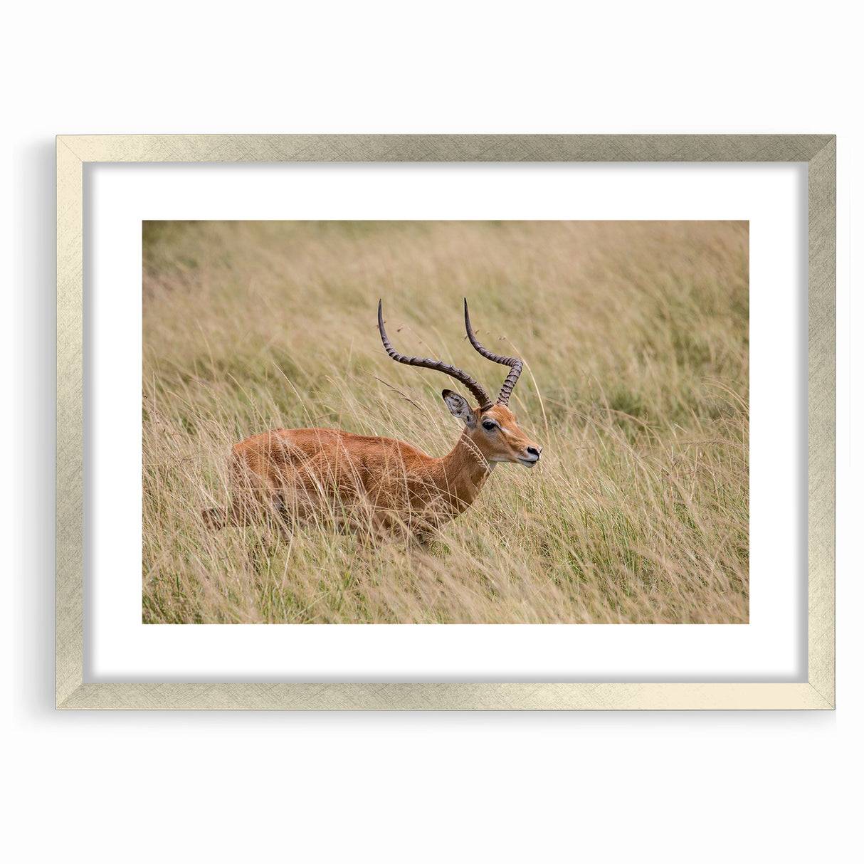 Serene Antelope in Tall Grass - Nature-Inspired Wildlife Wall Art