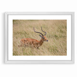 Serene Antelope in Tall Grass - Nature-Inspired Wildlife Wall Art