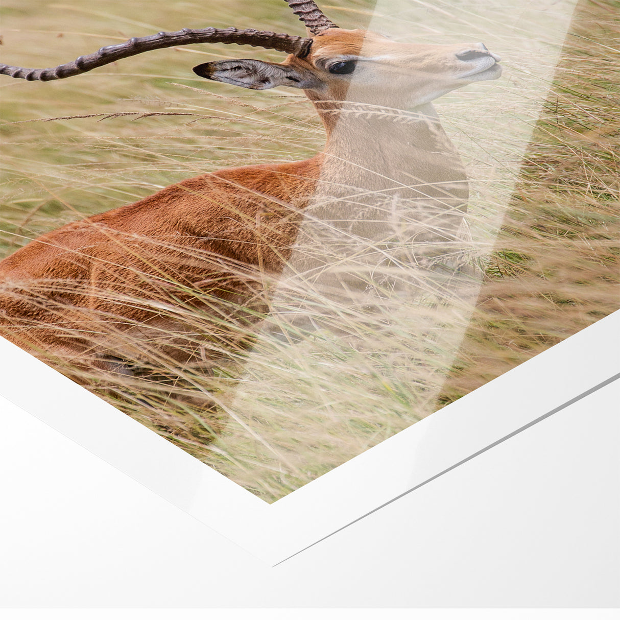Serene Antelope in Tall Grass - Nature-Inspired Wildlife Wall Art