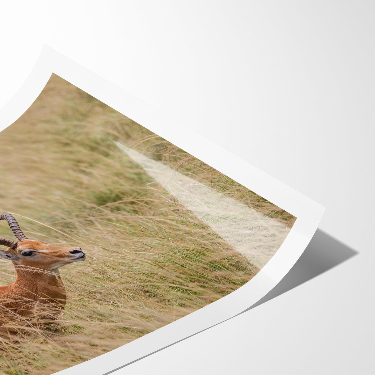 Serene Antelope in Tall Grass - Nature-Inspired Wildlife Wall Art