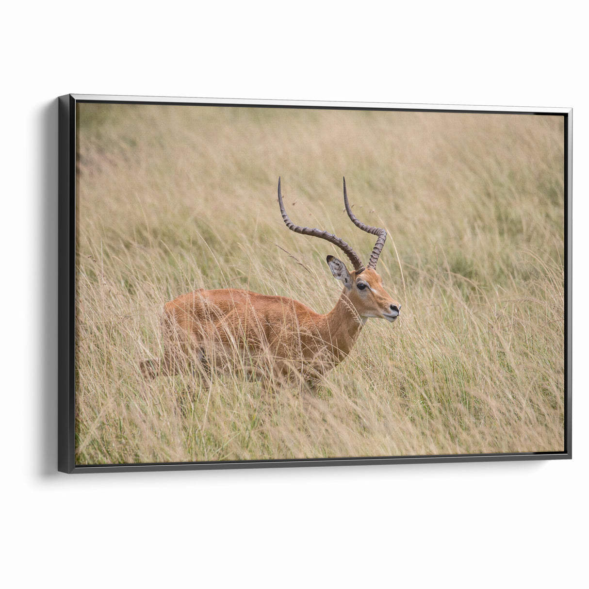 Serene Antelope in Tall Grass - Nature-Inspired Wildlife Wall Art