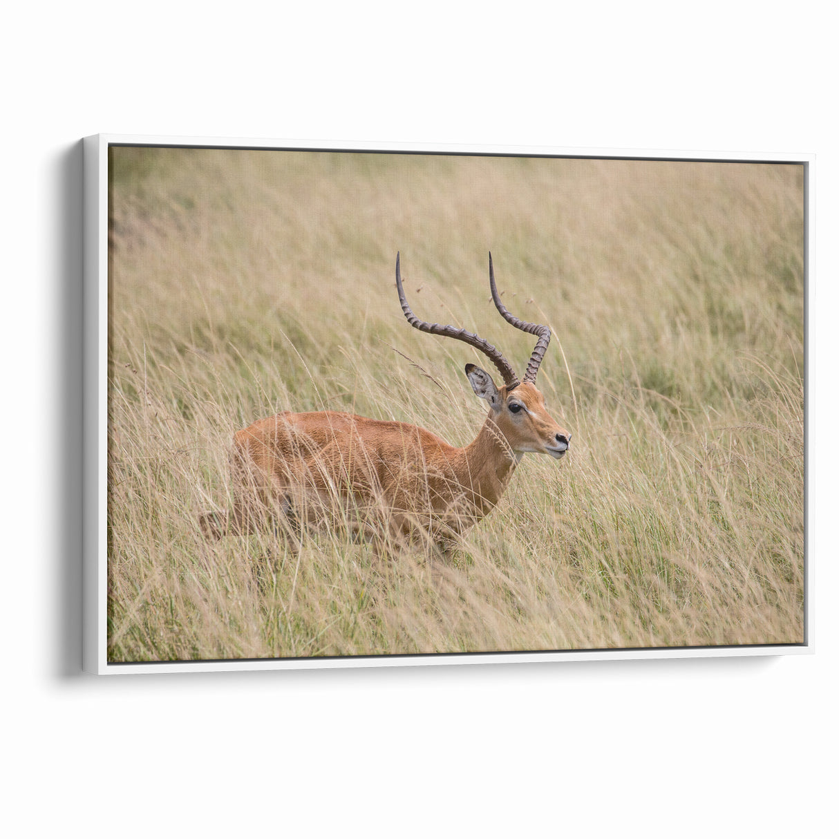 Serene Antelope in Tall Grass - Nature-Inspired Wildlife Wall Art