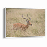 Serene Antelope in Tall Grass - Nature-Inspired Wildlife Wall Art