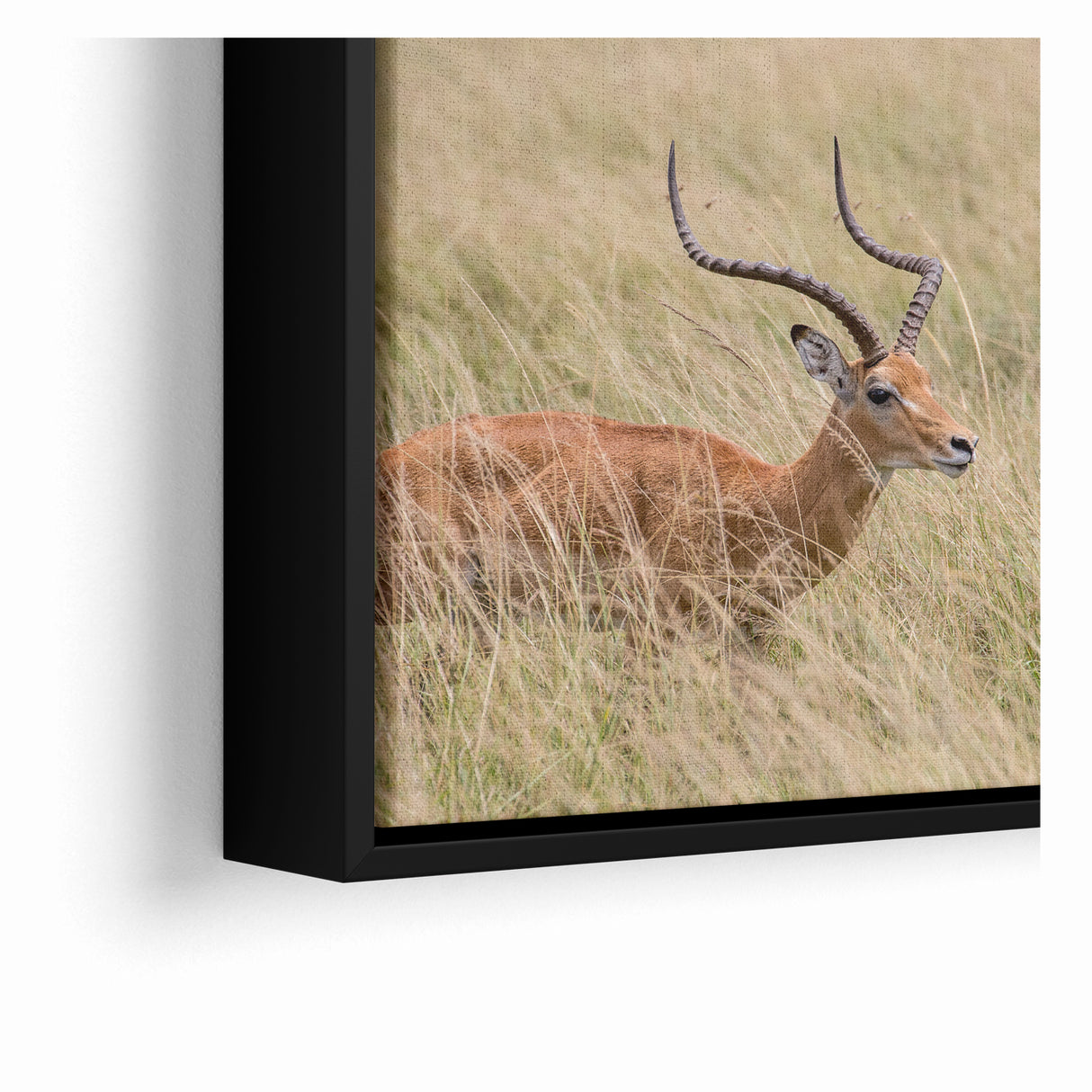 Serene Antelope in Tall Grass - Nature-Inspired Wildlife Wall Art