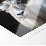 Majestic White Antelope Wildlife Art – Stunning Antelope Canvas Prints