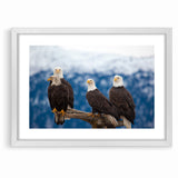 Captivating Birds of Prey Wall Art – Group of Bald Eagles Wildlife Print