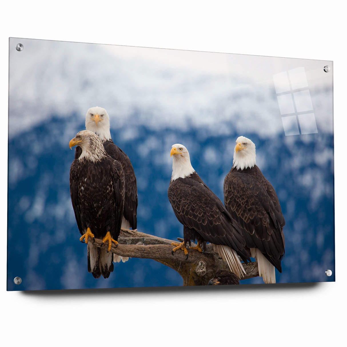 Captivating Birds of Prey Wall Art – Group of Bald Eagles Wildlife Print