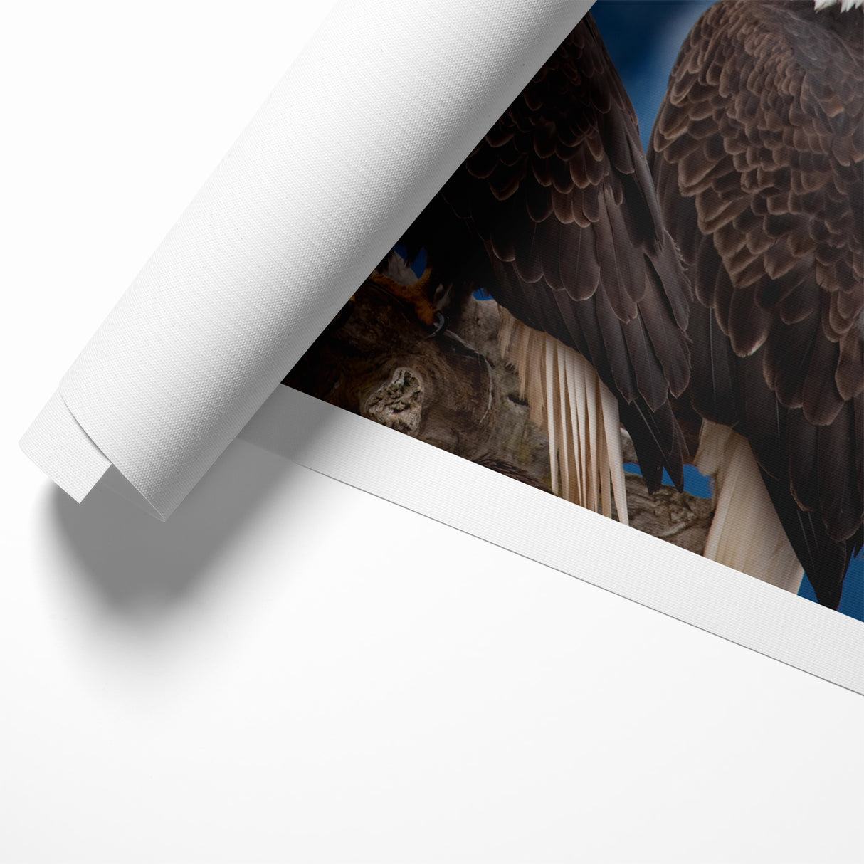 Captivating Birds of Prey Wall Art – Group of Bald Eagles Wildlife Print