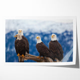 Captivating Birds of Prey Wall Art – Group of Bald Eagles Wildlife Print