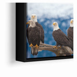 Captivating Birds of Prey Wall Art – Group of Bald Eagles Wildlife Print