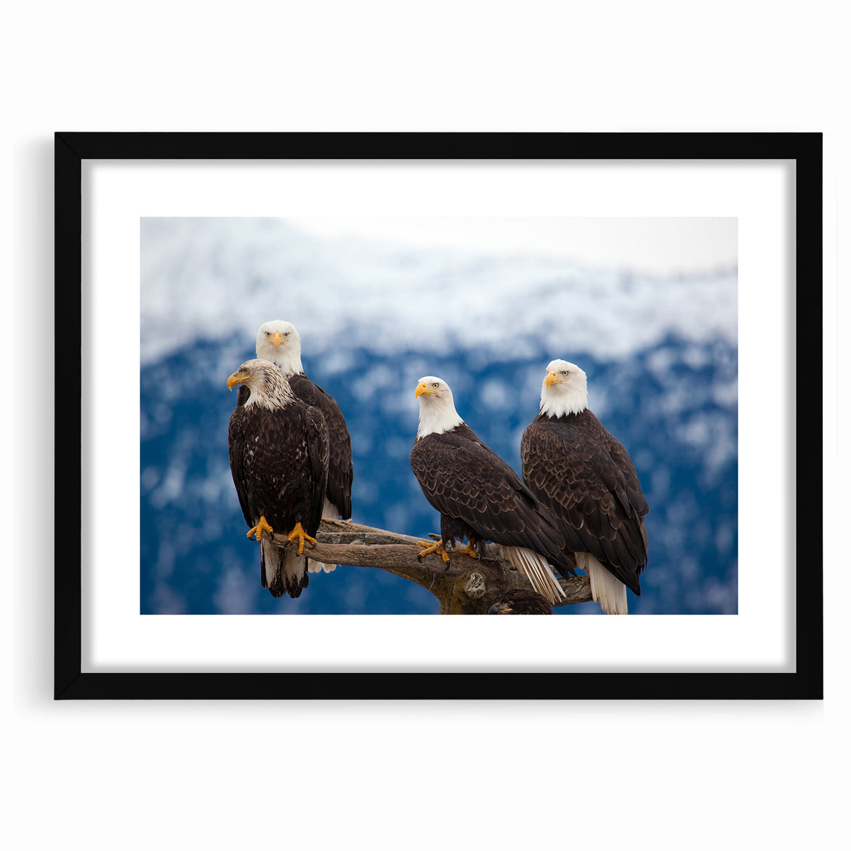 Captivating Birds of Prey Wall Art – Group of Bald Eagles Wildlife Print