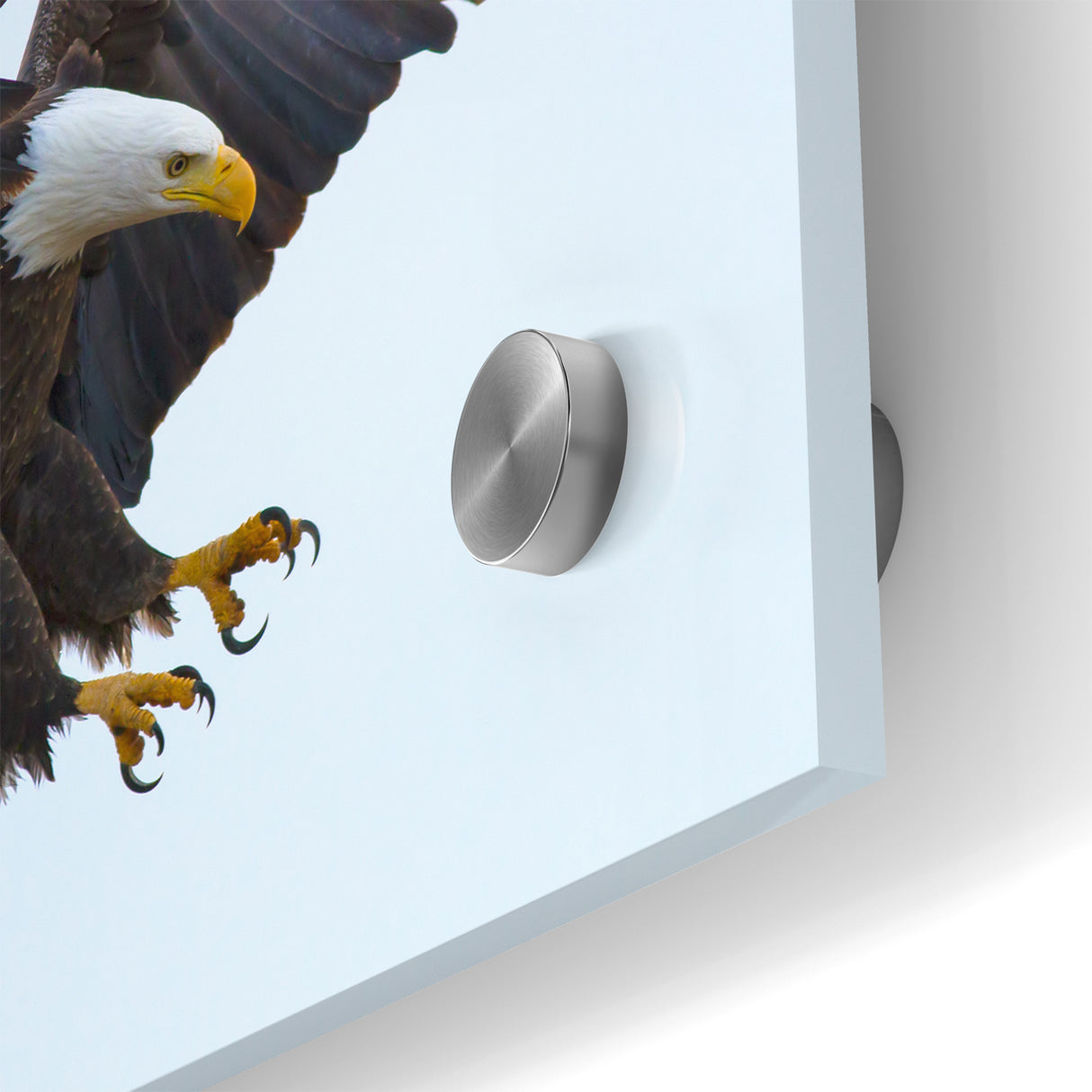 Dynamic Birds of Prey Wall Art – Bald Eagle Mid-Flight Canvas Print