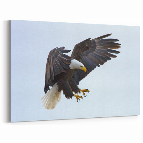 Dynamic Birds of Prey Wall Art – Bald Eagle Mid-Flight Canvas Print