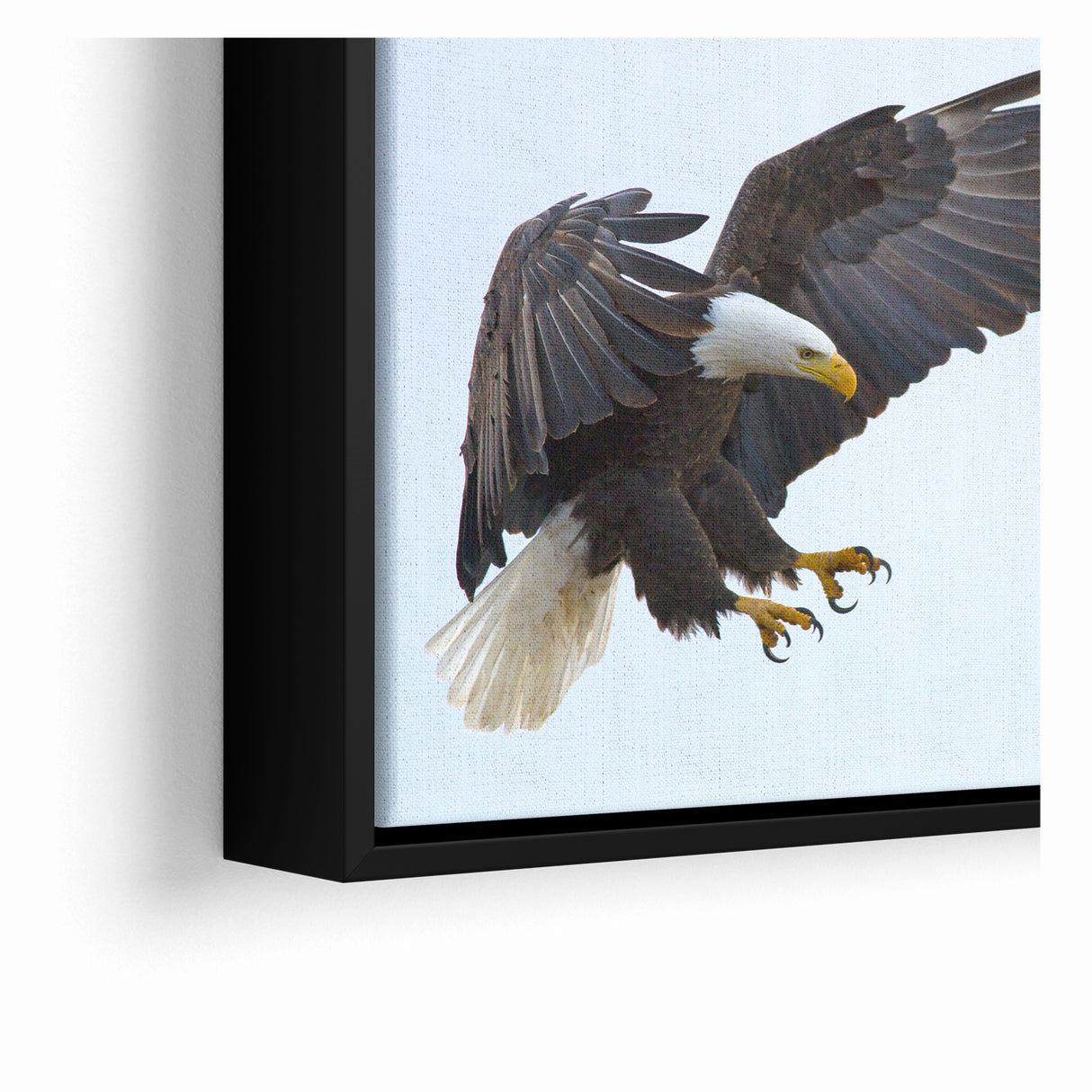 Dynamic Birds of Prey Wall Art – Bald Eagle Mid-Flight Canvas Print