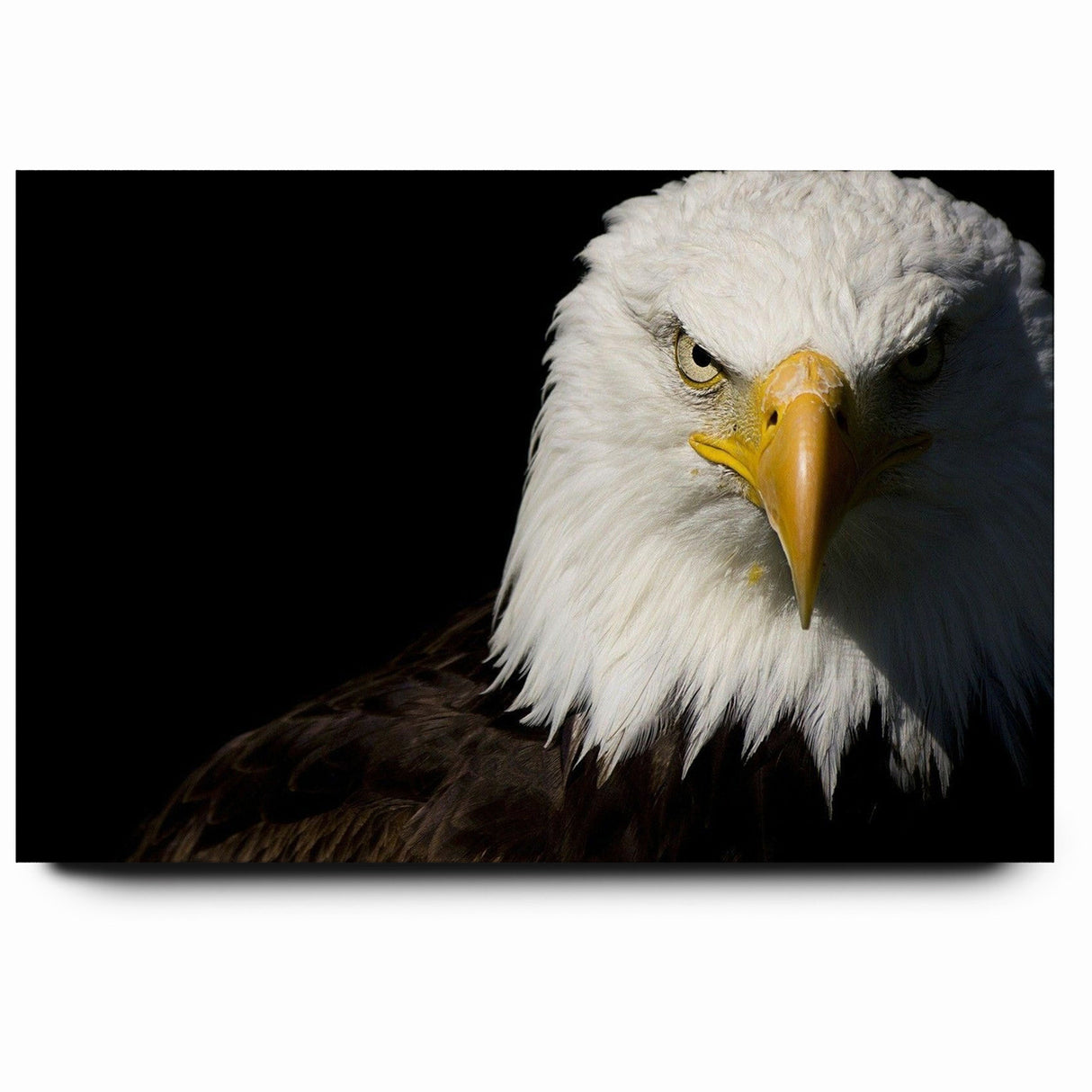 Bold Birds of Prey Wall Art – Bald Eagle Fierce Gaze Canvas Print