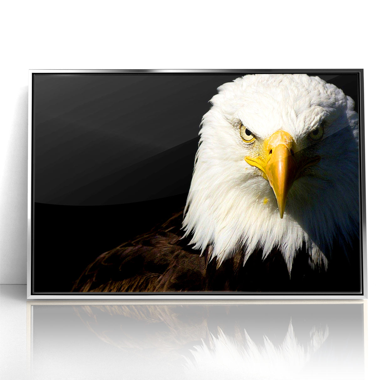 Bold Birds of Prey Wall Art – Bald Eagle Fierce Gaze Canvas Print