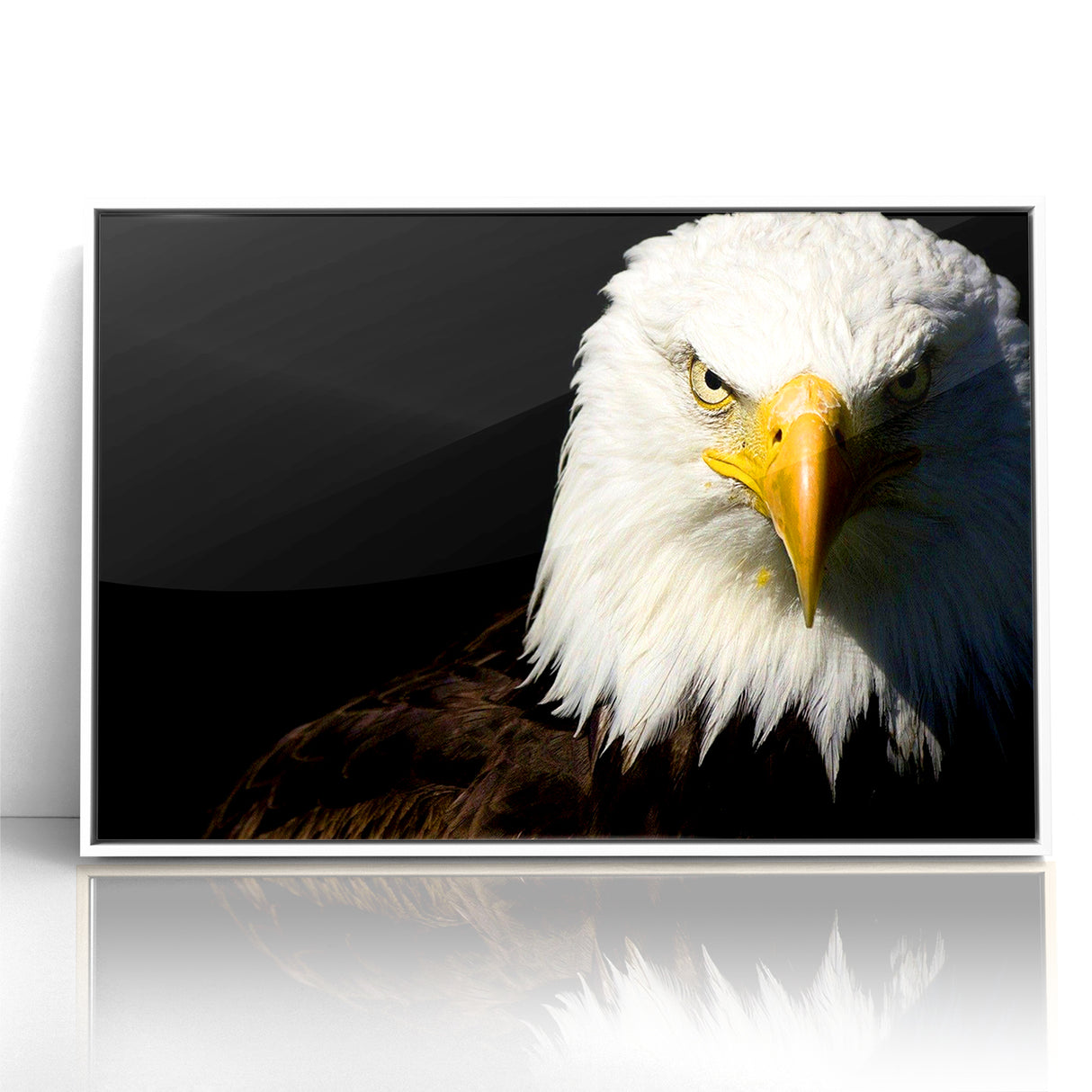 Bold Birds of Prey Wall Art – Bald Eagle Fierce Gaze Canvas Print