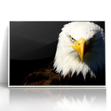 Bold Birds of Prey Wall Art – Bald Eagle Fierce Gaze Canvas Print