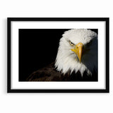 Bold Birds of Prey Wall Art – Bald Eagle Fierce Gaze Canvas Print