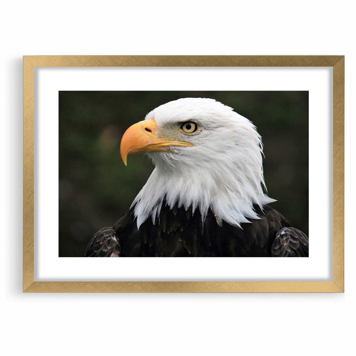 Regal Birds of Prey Wall Art – Bald Eagle Profile Canvas Print