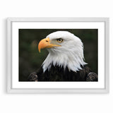 Regal Birds of Prey Wall Art – Bald Eagle Profile Canvas Print