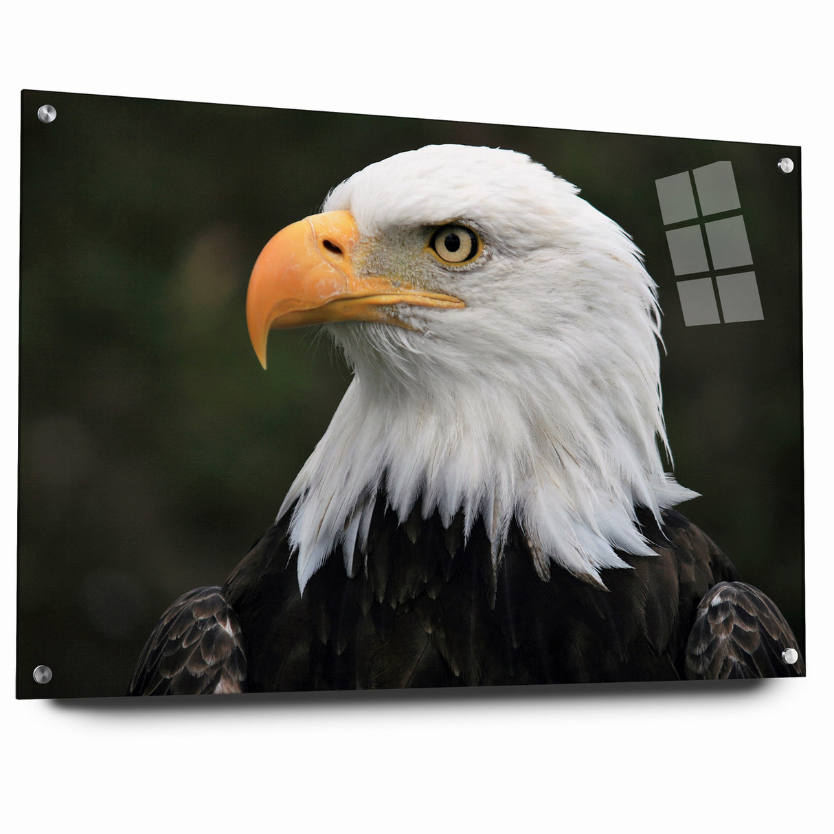 Regal Birds of Prey Wall Art – Bald Eagle Profile Canvas Print