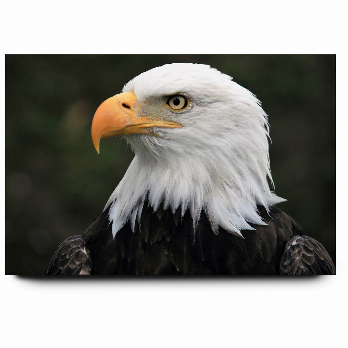 Regal Birds of Prey Wall Art – Bald Eagle Profile Canvas Print