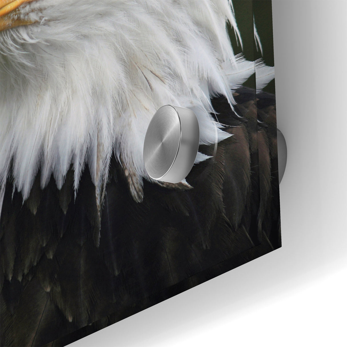 Regal Birds of Prey Wall Art – Bald Eagle Profile Canvas Print
