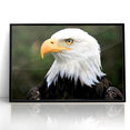 Regal Birds of Prey Wall Art – Bald Eagle Profile Canvas Print