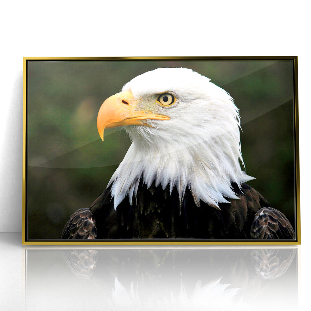 Regal Birds of Prey Wall Art – Bald Eagle Profile Canvas Print
