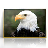 Regal Birds of Prey Wall Art – Bald Eagle Profile Canvas Print