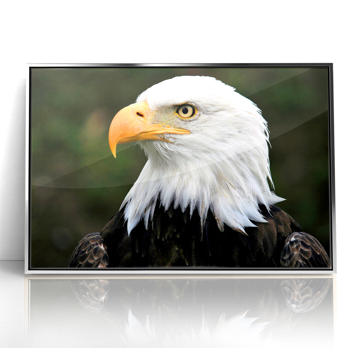 Regal Birds of Prey Wall Art – Bald Eagle Profile Canvas Print