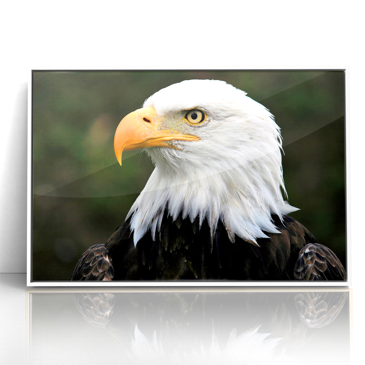 Regal Birds of Prey Wall Art – Bald Eagle Profile Canvas Print