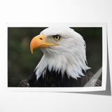 Regal Birds of Prey Wall Art – Bald Eagle Profile Canvas Print