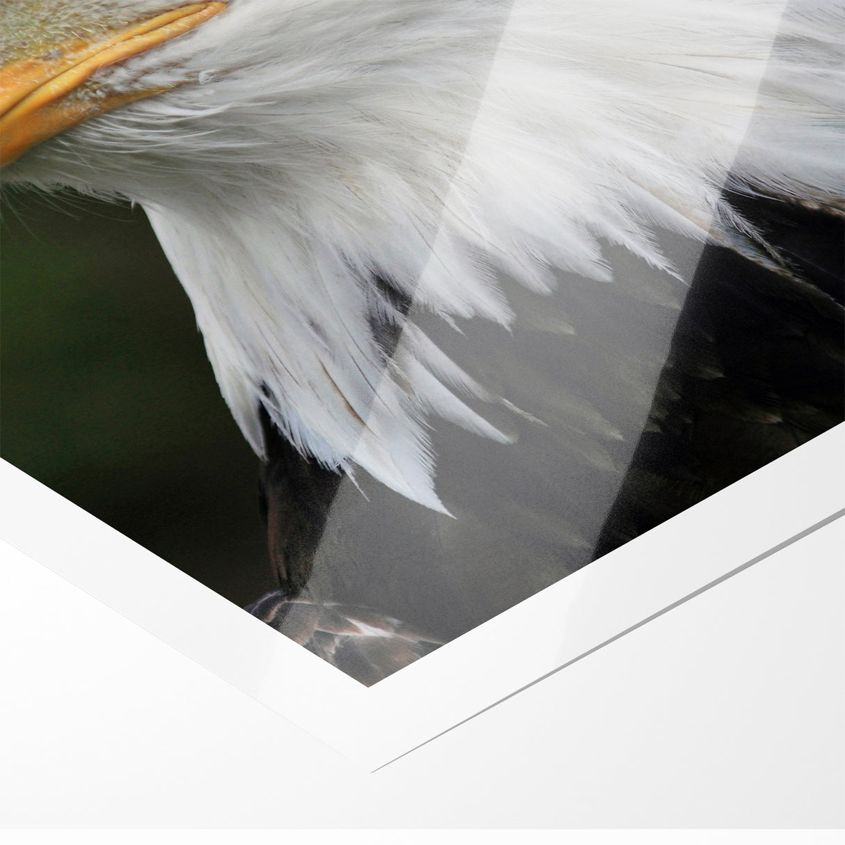 Regal Birds of Prey Wall Art – Bald Eagle Profile Canvas Print