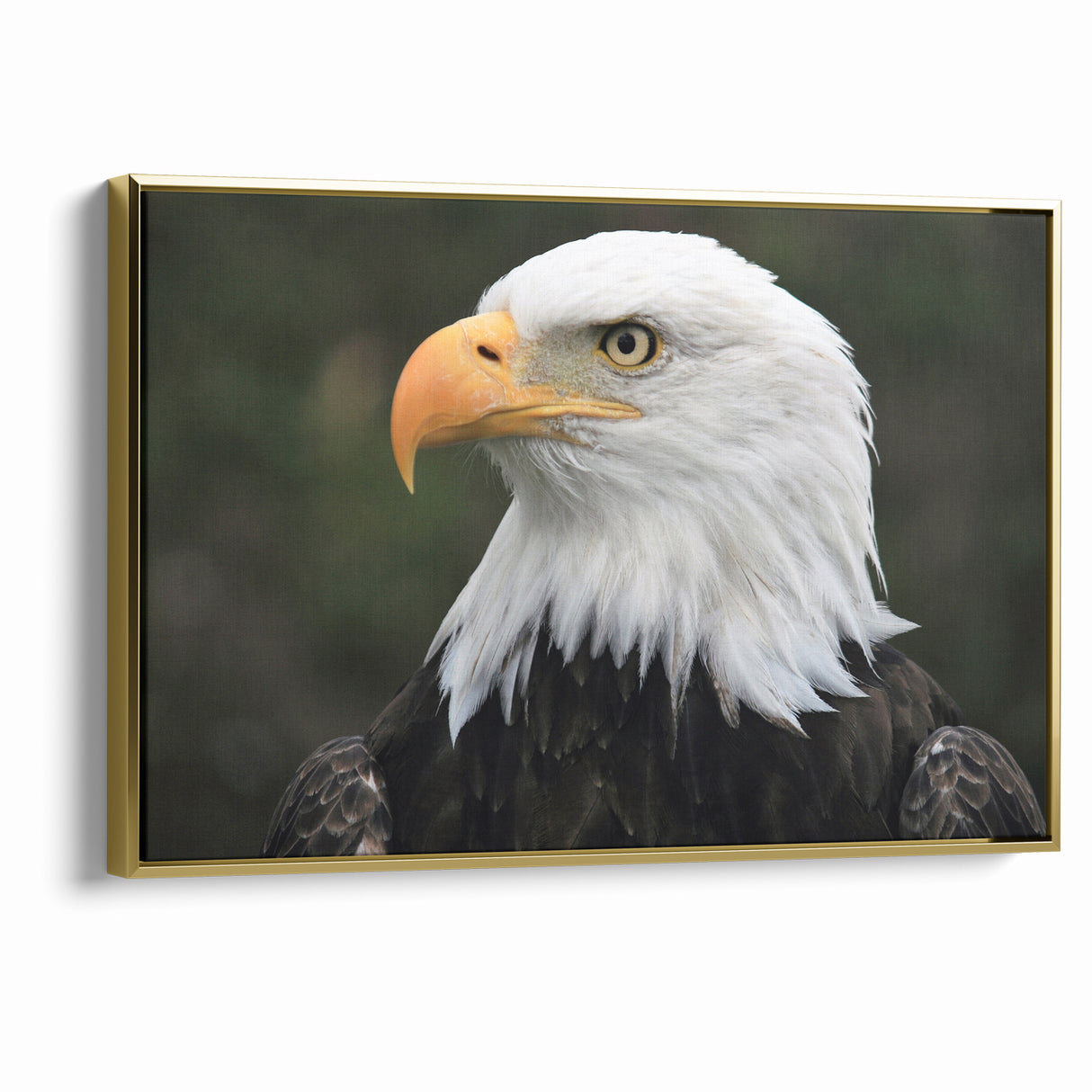 Regal Birds of Prey Wall Art – Bald Eagle Profile Canvas Print