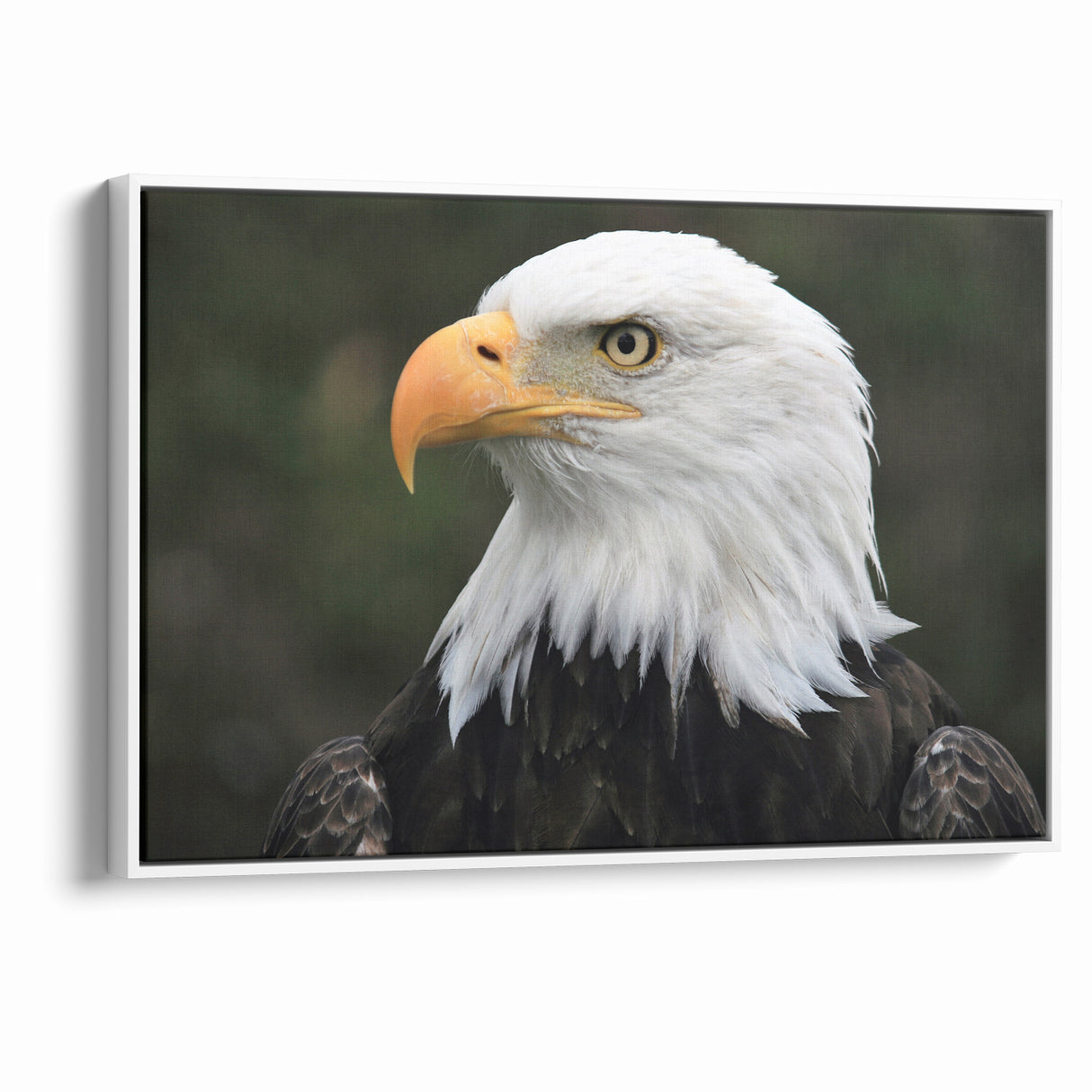 Regal Birds of Prey Wall Art – Bald Eagle Profile Canvas Print