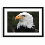 Regal Birds of Prey Wall Art – Bald Eagle Profile Canvas Print